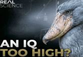 Variation of An IQ Too High? Meme