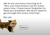 Me to my cat every morning at 5: "Bro, you have known me for many years now. I have never forgotten to feed you breakfast. We don't need to go through this every morning". My cat: Meow