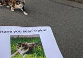 Have you seen Tinks?