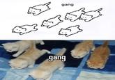 গু gang gang