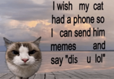 I wish my cat had a phone so I can send him memes and say "dis u lol"
