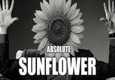 imgflip.com ABSOLUTE SUNFLOWER