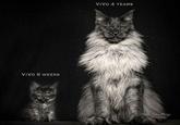 VIVO 8 WEEKS VIVO 4 YEARS Felis Gallery Robert Sijka