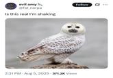 evil amy. @fat_nerpa Is this real I'm shaking fat herpa • 2:31 PM Aug 5, 2025 371.2K Views Follow ...