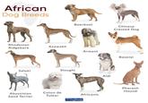 African Dog Breeds Boerboel Chinese Crested Dog Rhodesian Ridgeback Azawakh Armant Basenji Saluki Sloughi Aidi Abyssinian Sand Terrier Coton de Africanis Tulear 101 Dog Breeds Pharaoh Hound