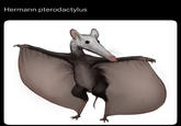 Hermann pterodactylus