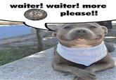 waiter! waiter! more please!!