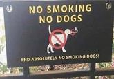 © NO SMOKING NO DOGS AND ABSOLUTELY NO SMOKING DOGS!