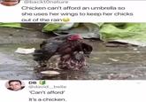 @backtOnature Chicken can't afford an umbrella so she uses her wings to keep her chicks out of the rain DB @david_belle 'Can't afford' It's a chicken.