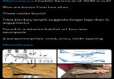 #Spinosaurus mirabilis Sereno et al. 2026 is out!! Blue are bones from two sites. Three crests found! Tibia: Dentary length suggests longer legs than S. aegyptiacus Found in a riparian habitat w/ two new sauropods 3 autapomorphies: crest, snou, tooth spacing #Fossil Crates OSTEOL right premaxilla left+right maxillae + several loose teeth. Credit: Alvaro Simarro right dentary + 5 functional teeth in sockets OST CAT