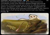 поа idowaiker TO... < Woohoo double feature! :B A Spinosaurus mirabilis uses the fleshy appendage growing from its frontal crest as a lure to attract prey, gator snapper style :B The paper suggests at least the head was being submerged a lot, but it was not a full time diver/swimmer so, fancy body:B k