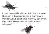 I love how a fly will get into your house through a 2mm crack in a bathroom window, but can't find it's way out even if you have the side of your house taken off