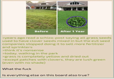 Before After 1 Year >years ago read a schizo-post saying all grass seeds used to have clover seeds mixed in but the evil seed companies stopped doing it to sell more fertilizer and sprinklers >think it's nonsense >today, walking in the park >grass is completely yellow and dried out >except patches with clovers, they are lush green (even with no shade) What the f--- Is everything else on this board also true?