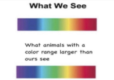 What We See What animals with a color range larger than ours see