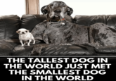 THE TALLEST DOG IN THE WORLD JUST MET THE SMALLEST DOG IN THE WORLD