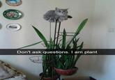 Don't ask questions. I am plant