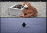 First the penguin, now the monkey. The internet is healing.