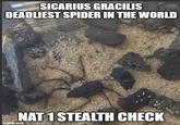 SICARIUS GRACILIS DEADLIEST SPIDER IN THE WORLD NAT 1 STEALTH CHECK imgflip.com