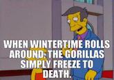 WHEN WINTERTIME ROLLS AROUND; THE GORILLAS SIMPLY FREEZE TO DEATH.