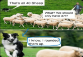 That's all 40 Sheep What? We should only have 37!? I know, I rounded them up. PunHubOnline