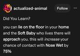 actualized-animal Follow Did You Learn? you can lie on the floor in your home and the Soft Baby who lives there will approach you. this will increase your chance of contact with Nose Wet by 75%