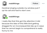 maidthings Follow Cardinal singing outside my window just f up his call and had to start over. maidthings i really like that this got the attention it did because the idea of this little bird getting dragged for an inconsequential slip up in ways that he cannot begin to comprehend is really funny to me