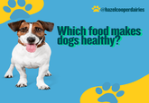 @hazelcooperdairies Which food makes dogs healthy?