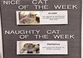 NICE CAT OF THE WEEK ELIJAH has opened up and showed the staff how much he loves belly rubs NAUGHTY CAT OF THE WEEK POPSICLE stole treats from Daniel, his BLIND roommate