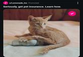 Lu/Lemonade_Inc Promoted Seriously, get pet insurance. Learn how.