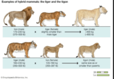 Examples of hybrid mammals: the liger and the tigon lion (male) 170-230 kg (370-500 lb) tiger (female) slightly smaller than male tiger liger (male) >400 kg (>900 lb) tiger (male) 160-230 kg (350-500 lb) x lion (female) 120-180 kg (265-397 lb) Encyclopædia Britannica, Inc. tigon (male) same size as or smaller than parents 3ft 1m