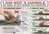 I AM NOT A HANDLE. MY SHELL IS NOT WHERE YOU GRAB ME. X WRONG WAY ✓ MANTLE - Delicate tissue connecting body to shell FOOT- Creates powerful seal to surface SHELL- NOT a handle RIGHT WAY 1. Touch shell gently 2. WAIT for snail to retract 3. Lift SLOWLY once released M Grabbing shell and yanking off surface Tears delicate mantle →Causes internal collapse Can be fatal THE SEAL- Breaking it by force breaks the snail 4. Place in direction it was heading