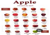 MOST SWEET Apple sweet to tart fuji (apple butter) gala ambrosia (juicing) (cooking) juici (tarts) sugarbee (salad) smitten (snack) honeycrisp (jam) snapdragon (baking) red delicious (snacking) opal autumn glory (pie) macoun (sauce) jazz braeburn (cooking) (snack) (juicing) cortland (sauce) pink lady (pie) envy (salsa) cosmic crisp (baking) lady (cooking) the little shine empire (salad) mcinosh (cooking) pacific rose (pie) granny smith (sauce) .com MOST TART