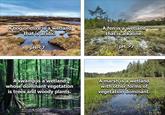 A bog or mire is a wetland that is acidic. pH <7 A fen is a wetland that is alkaline. pH >7 A swamp is a wetland whose dominant vegetation is trees and woody plants. A marsh is a wetland with other forms of vegetation dominant.