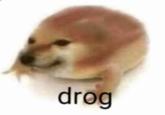 An image macro of Cheems frog. It reads "Drog."