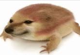An HD version of the drog meme. It is a Cheems frog.