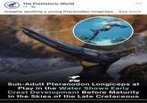 The Prehistoric World PREHISTORIC WORLD 1d. Imagine spotting a young Pteranodon longiceps... See more PW Sub-Adult Pteranodon Longiceps at Play in the Water Shows Early Crest Development Before Maturity in the Skies of the Late Cretaceous