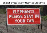 I didn't even know they could drive ELEPHANTS PLEASE STAY IN YOUR CAR