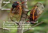 them A Sexually Transmitted Fungus Is Making Trillions of Cicadas Hypersexual and Gay BY ABBY MONTEIL Chip Somodevilla/Getty Images