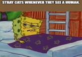 STRAY CATS WHENEVER THEY SEE A HUMAN. A imgflip.com k 8