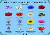 NATIONAL FLOWERS Europe Iris France White Lily Italy Cornflower Germany Estonia- Red Carnation Spain= Slovenia Monaco" Rose England + Luxembourg= Red Poppy Poland Belgium I Albania Chamomile Russia Shamrock Ireland Heather Norway Harebell Sweden Sunflower Ukraine Thistle Scotland X Lavender Portugal Lily of the Valley Marguerite Daisy Finland + Denmark Civixplorer Tulip Türkiye Hungary=