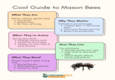 Cool Guide to Mason Bees What They Are Native, solitary, gentle bees • Live alone • Rarely sting •No hive, no honey When They're Active Spring specialists Emerge around 55°F Active for 4-6 weeks • Perfect for fruit trees & early blooms What They Need Simple support goes a long way • Spring flowers Safe nesting materials • Access to mud Why They Matter Pollination powerhouses • 1 Mason bee≈ 100 honey bees • Visit more flowers per trip • Boost fruit production How They Live Tiny architects • Females builds own nest • Uses mud to seal each egg • Tunnel depth affects future populations CROWNBEES A Solitary Solution