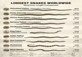 LONGEST SNAKES WORLDWIDE Maximum Length Comparison Reticulated Python Malayopython reticulatus 28 ft (8.5 m) Green Anaconda Eunectes murinus 22 ft (6.7 m) African Rock Python Python sebae 20 ft (6.1 m) Burmese Python Python bivittatus 19 ft (5.8 m) Amethystine Python Simalia amethystina 18 ft (5.5 m) King Cobra 15 ft Ophiophagus hannah (4.6 m) Indian Python 14 ft Python molurus Boa Constrictor Boa constrictor (4.3 m) 13 ft (4.0 m) Bushmaster 12 ft (3.7 m) Lachesis muta Black Mamba Dendroaspis polylepis 10 ft (3.0 m) 0 ft 10 ft 20 ft 30 ft 0 m 3 m 6 m 9 m