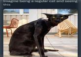 Imagine being a regular cat and seeing this