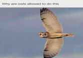 Why are owls allowed to do this