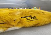 Say wallahi bro no name 9 cat for petting