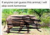 If anyone can guess this animal, I will skip work tomorrow