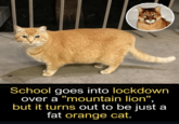 School goes into lockdown over a "mountain lion", but it turns out to be just a fat orange cat.