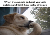 When the exam is so hard, you look outside and think how lucky birds are
