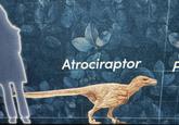 Atrociraptor F