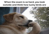 When the exam is so hard, you look outside and think how lucky birds are